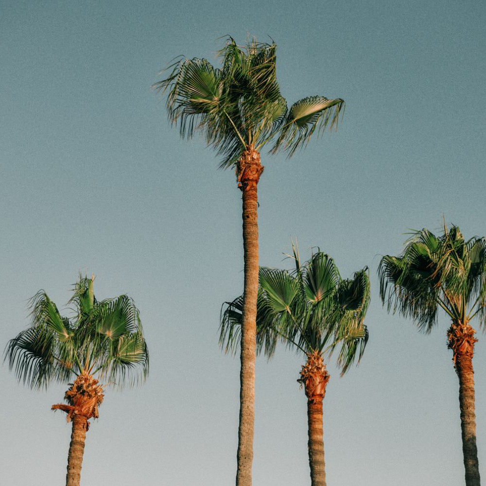 Travel Diary: A Day in Laguna Beach